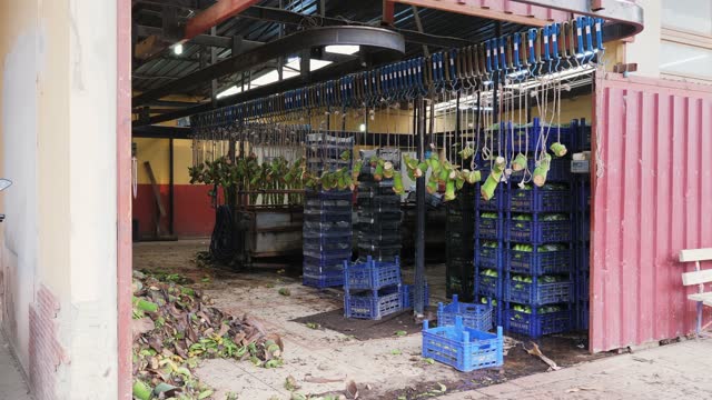 Cutting bunches of bananas. Empty bunches of banana hanging in factory workshop. Banana processing. Food industry