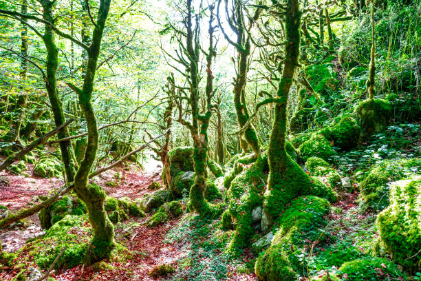 selva de irati in navarra pyrenäen herbst buchenwald - mystery forest ecosystem natural phenomenon stock-fotos und bilder