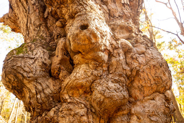 Old sugar maple tree, Acer saccharum, in the forest of Case Mountain Preserve in Glastonbury, Connecticut.