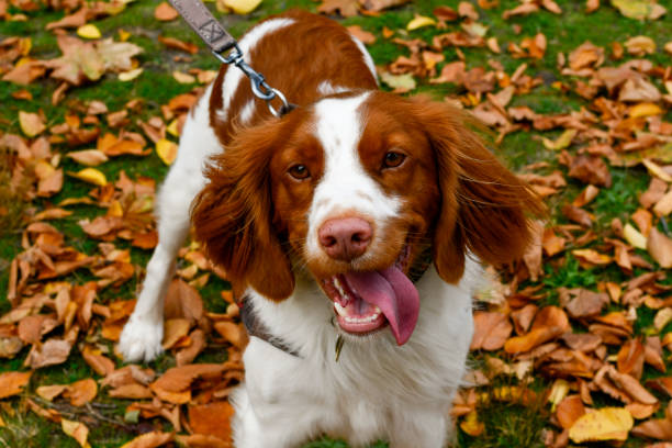 istock Brittany Spaniel dog at the park Fall 1357187503