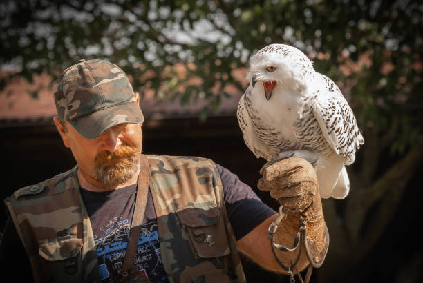 screaming great white snowy owl on a man's hunting glove - great white owl imagens e fotografias de stock