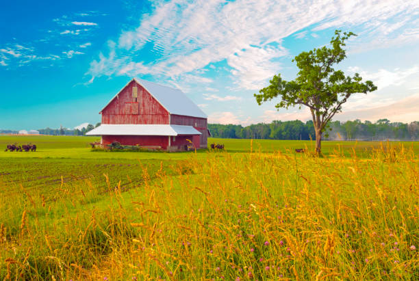 istock Barn-Old Barn with wildflowers-Tipton County Indiana 1357189288
