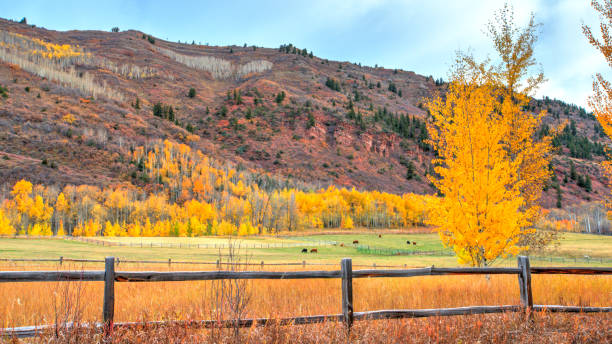 istock Ranch with cattle- Near Aspen Colorado 1357189624