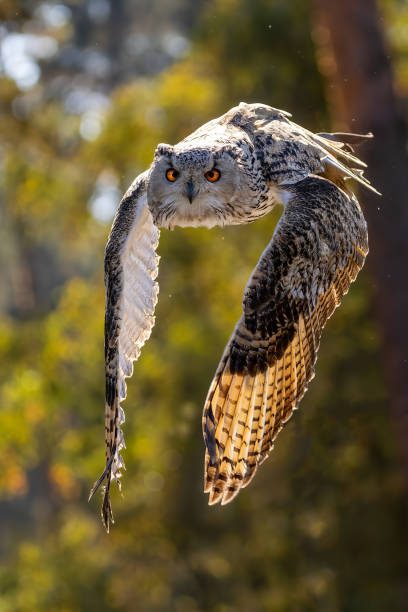 istock An eagle owl flying next to a forest at a cloudy day in autumn. 1357191085