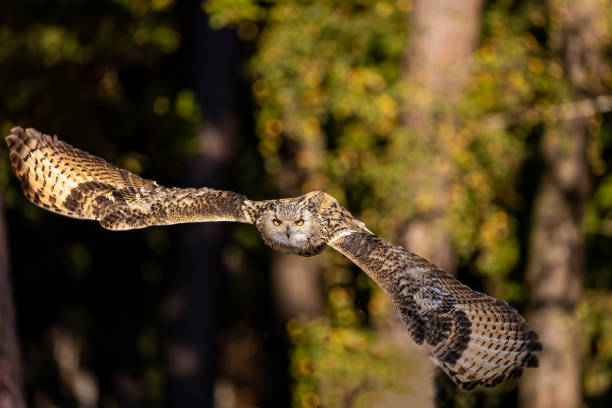 istock An eagle owl flying next to a forest at a cloudy day in autumn. 1357191187
