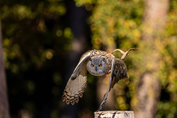 istock An eagle owl flying next to a forest at a cloudy day in autumn. 1357191407