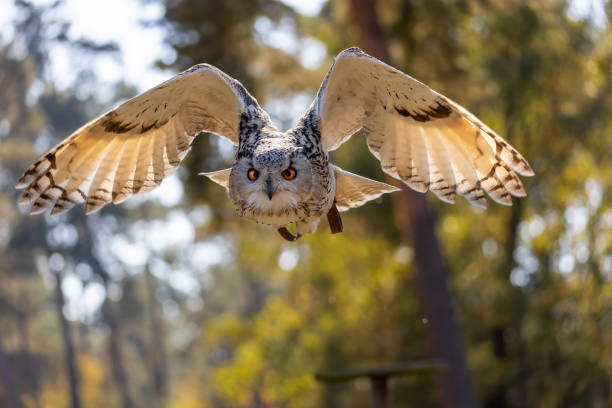 istock An eagle owl flying next to a forest at a cloudy day in autumn. 1357191979