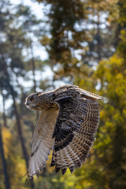 istock An eagle owl flying next to a forest at a cloudy day in autumn. 1357192012