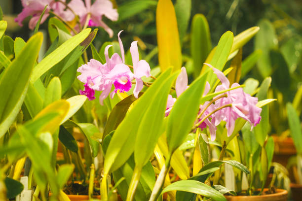 Cattleya trianae, pink flowers. Orchids in plant nursery Cattleya trianae, pink flowers. Orchids in plant nursery cattleya trianae stock pictures, royalty-free photos & images