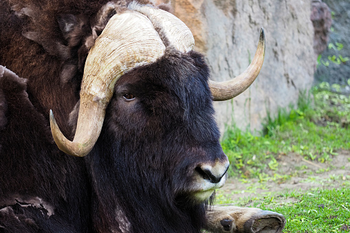 Portrait of a muskox or Ovibos moschatus in a mountain field