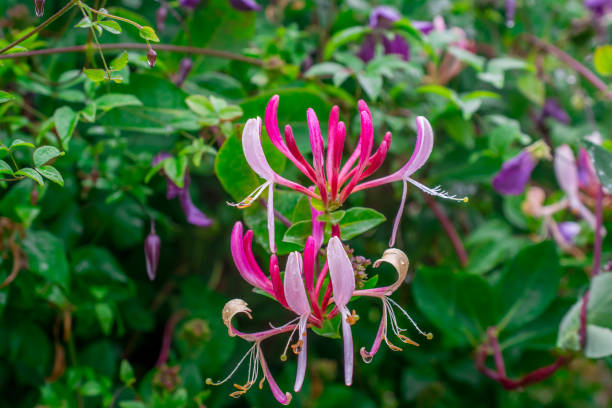 istock beautiful spring flowers in garden 1357193175