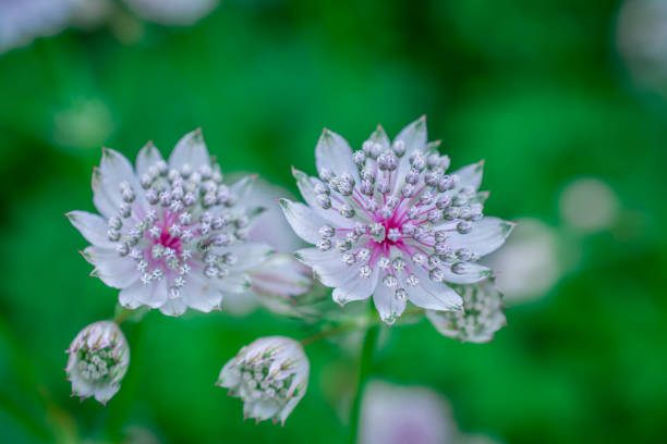 Close view of pink masterwort, Astrantia species, flowers with various shades of light and dark pink and green with a background of leaves.