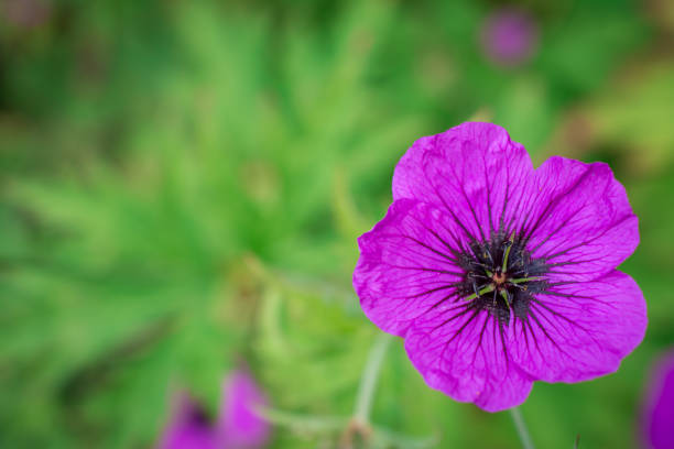 istock beautiful spring flowers in garden 1357193345