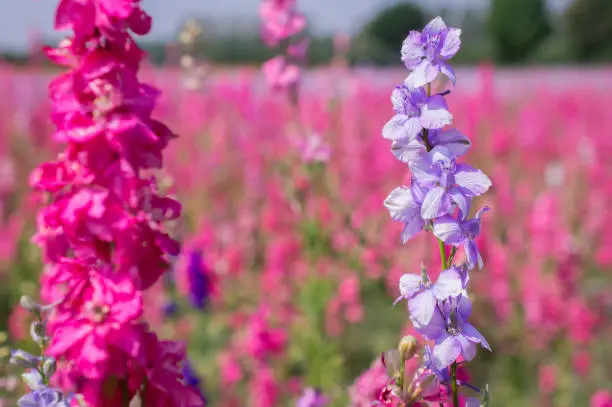 Closeup of delphiniums flowers  in field at Wick, Pershore, Worcestershire, UK-94.NEF