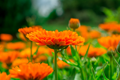 blooming calendula in Summertime. Colourful Wide Horizontal floral