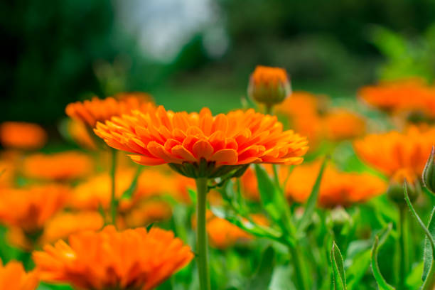 blooming calendula in Summertime. Colourful Wide Horizontal floral blooming calendula in Summertime. Colourful Wide Horizontal floral field marigold stock pictures, royalty-free photos & images