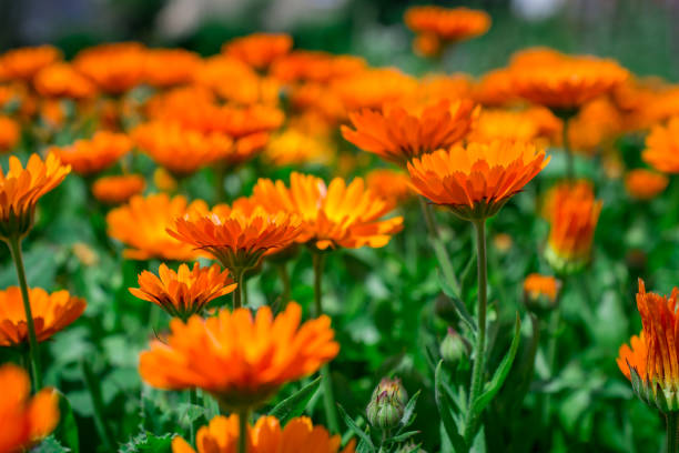 istock blooming calendula in Summertime. Colourful Wide Horizontal floral 1357194098