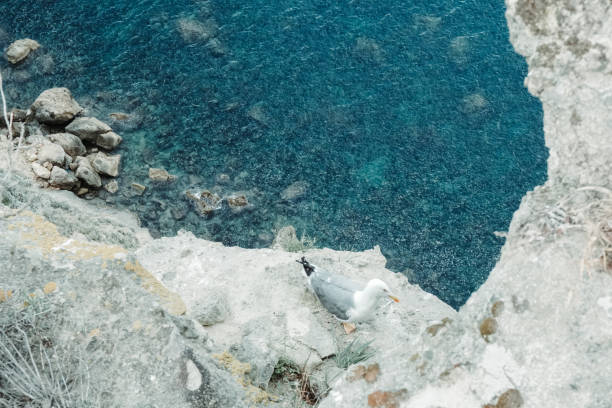 A seagull standing on the rocks above the sea at Monte di Procida, Italy