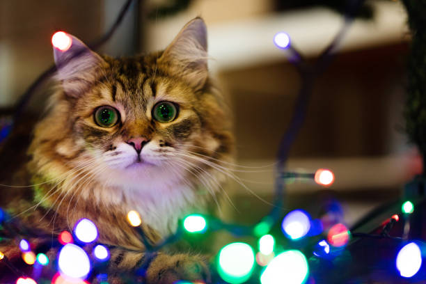 istock Cute Cat with Christmas Lights 1357195000