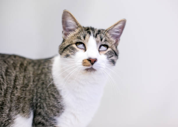 istock A shorthair cat with both third eyelids covering the eyes 1357199020