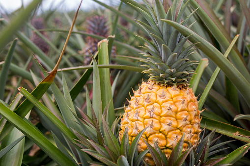 close-up of a tropical pineapple in a plantation