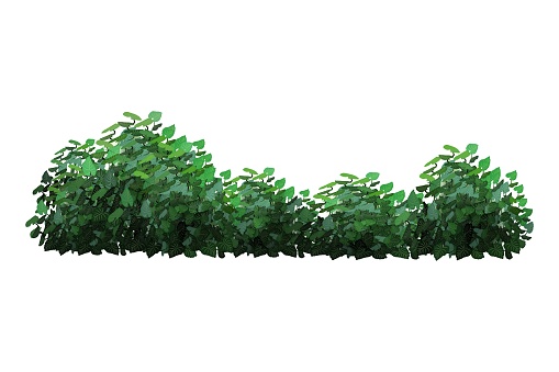 Ornamental green plant in the form of a hedge.Realistic garden  arch,shrub, seasonal bush, boxwood, tree crown bush foliage.