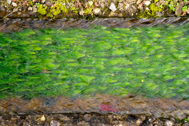 Leaves in the River