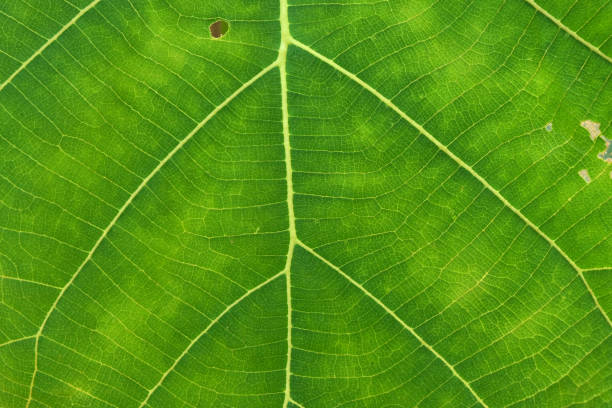 istock Close Up Of Green Leaf Texture 1357212199