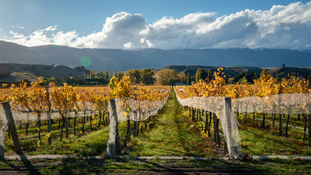 jesienny krajobraz złotej winnicy z falistymi wzgórzami w tle, region otago, wyspa południowa - winery autumn vineyard grape zdjęcia i obrazy z banku zdjęć