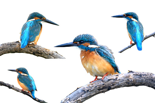 collection of common kingfisher isolated on white background