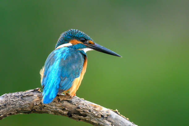 istock Closeup common kingfisher on green background 1357217271