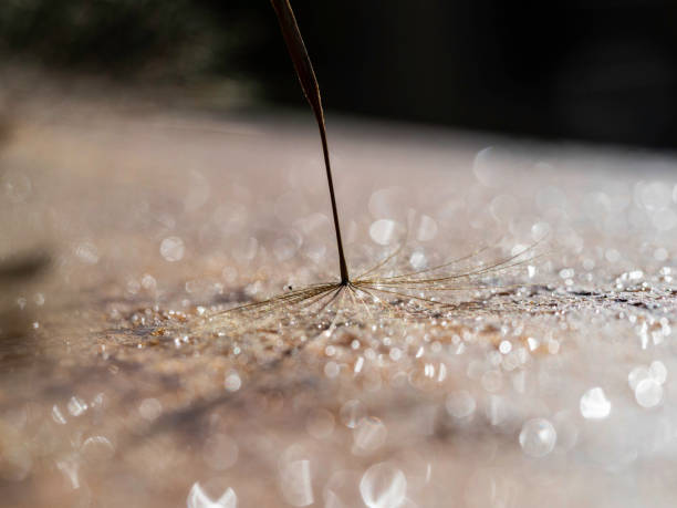 istock Dandelion seed with water droplets 1357218055