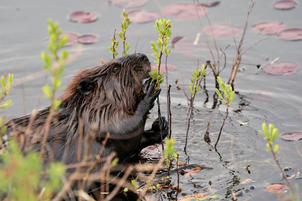 beaver close-up profile side view head shot with water and water lily pads, eating foliage in its environment and habitat. image. picture. portrait. photo. - north american beaver fotos imagens e fotografias de stock