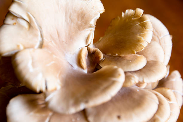 istock Organic mushroom over a table. 1357222226