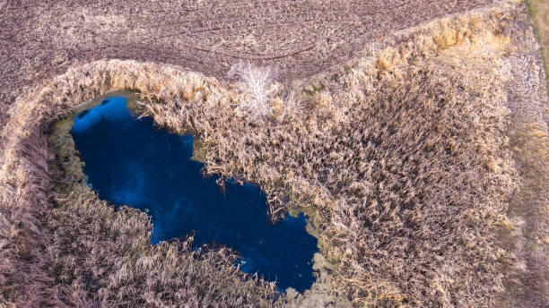 istock Vibrant blue amongst dead yellow 1357226124