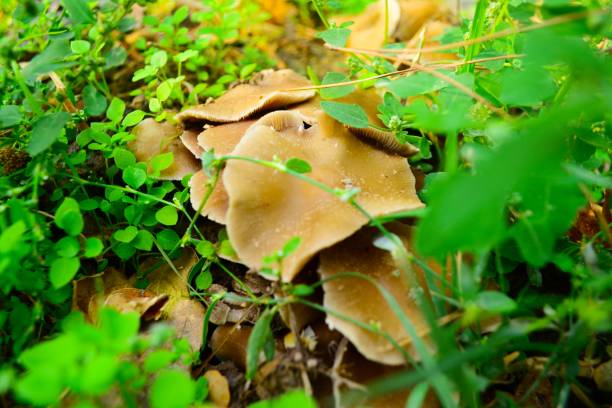 Mushrooms in the grass