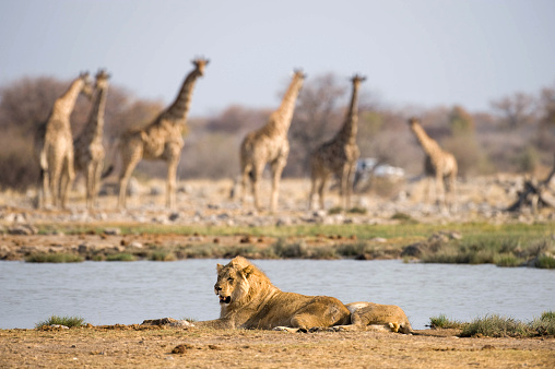 Giraffes watch lions in Etosha National Park Namibia, Africa.