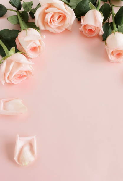 istock Flowers background.Pink roses  frame top view on pink background with copy space. 1357226932