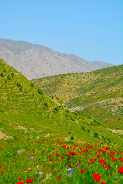 primavera in montagna - apennines beauty in nature grass plateau foto e immagini stock