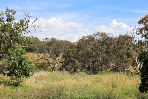 istock landscape with grasses and trees 1357229044