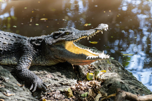 istock Thailand Crocodile on the ground with Mouth Open 1357230642