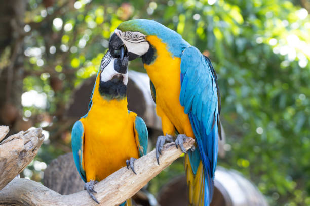istock blue and yellow Macaw standing on a branch with green background 1357230659