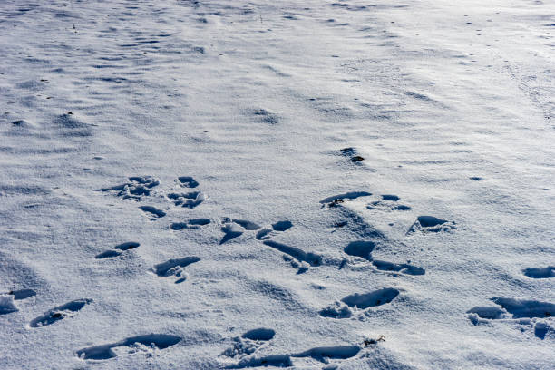 istock Bakuriani ski resort slopes 1357233943