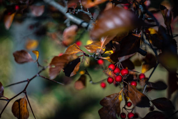istock Wild red berries on the bush 1357233970