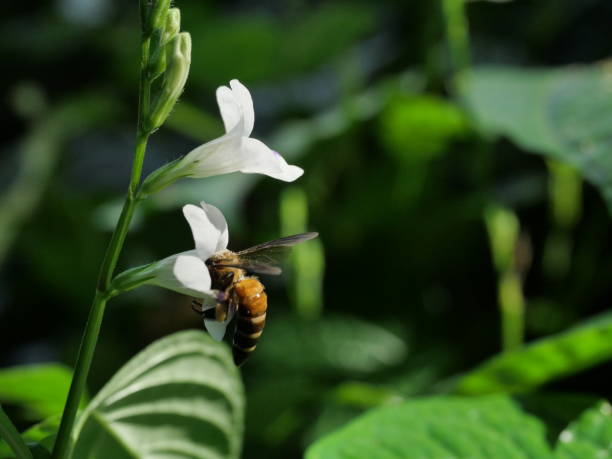 istock Giant honey bee seeking nectar on white Chinese violet blossom 1357235495