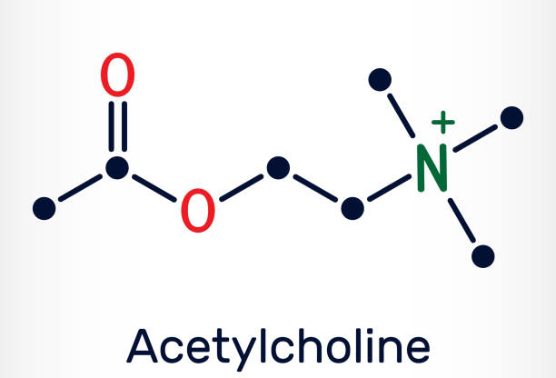 아 세 틸 콜린, ach 분자. 그것은 기생충 신경 전달 물질, 혈관 확장제 에이전트, 호르몬, 인간 대사 산물. 골격 화학 포뮬러 - acetylcholine stock illustrations