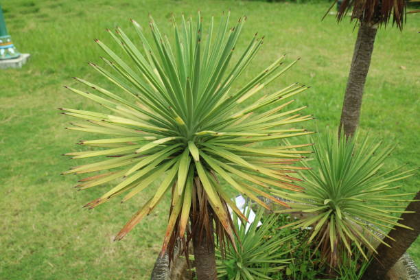 Small Torbay Dazzler plant in the garden photo Small Torbay Dazzler plant in the garden photo cordyline fruticosa stock pictures, royalty-free photos & images