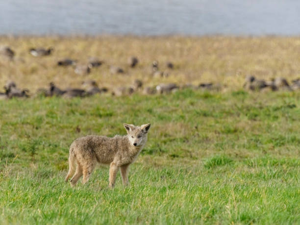 le jeune coyote canis latrans à grass field dans l’ouest de l’état de washington - coyote desert outdoors day photos et images de collection