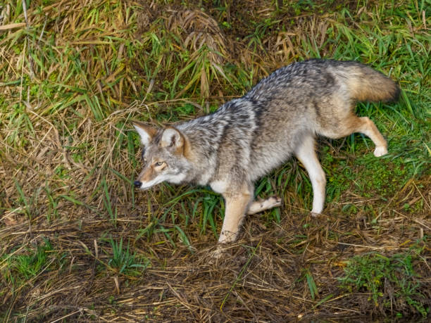coyote canis latrans marche dans la zone urbaine de grass oregon - coyote desert outdoors day photos et images de collection