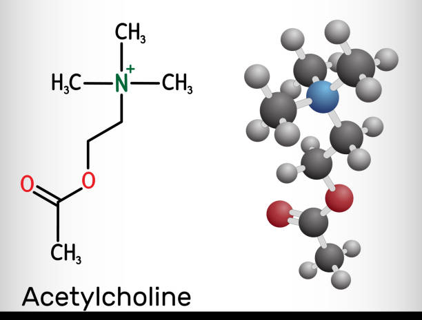 ilustraciones, imágenes clip art, dibujos animados e iconos de stock de acetilcolina, molécula de ach. es neurotransmisor parasimpromcomimético, agente vasodilatador, hormona, metabolito humano. fórmula química estructural y modelo molecular - acetylcholine